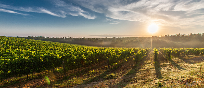 Wine & Agribusiness - EMA Legal Adelaide